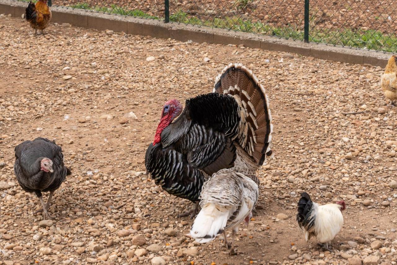 Agriturismo Pozzo Fiorito Castiglione Delle Stiviere Ngoại thất bức ảnh