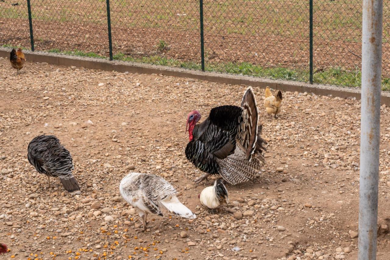Agriturismo Pozzo Fiorito Castiglione Delle Stiviere Ngoại thất bức ảnh